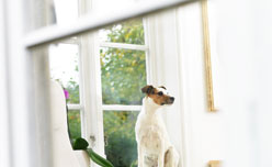 Vivienda habitada y protegida con Securitas Direct Cane da guardia nella sicurezza di un negozio protetto da Verisure